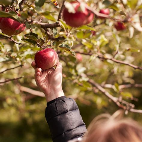 Description of Apples and Apple Picking