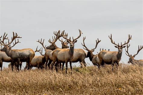 California wildlife and nature reserves