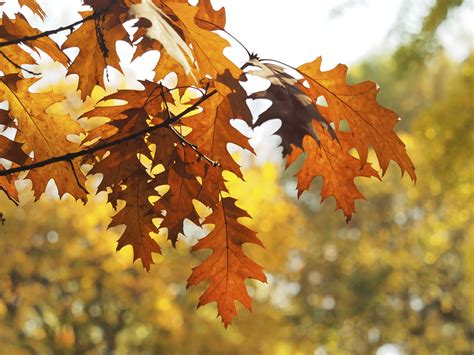 Description of Leaves and Trees