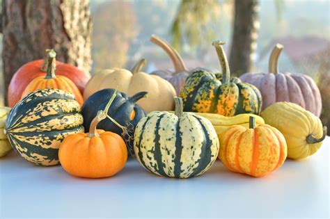 Description of Pumpkins and Squash