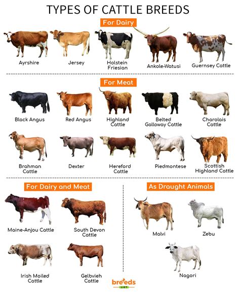 Types of cow picture printables